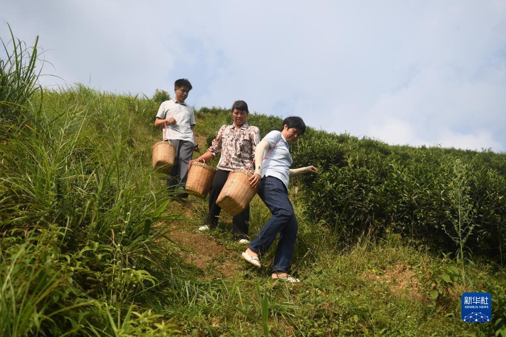 在廣西蒼梧縣六堡鎮(zhèn)山坪村，祝雪蘭（前）和村民采茶后走下茶山（2022年9月22日攝）。新華社記者 陸波岸 攝